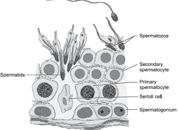 NCERT-Solutions-Class-12-Biology-Chapter-3-Human-Reproduction-3.png