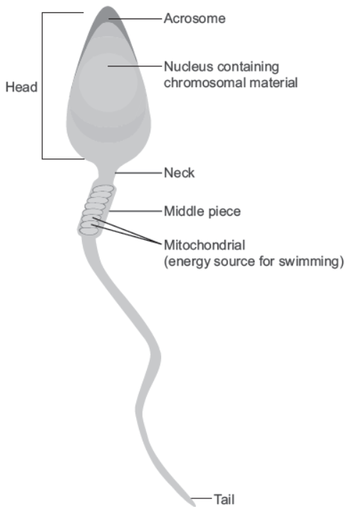 NCERT-Solutions-Class-12-Biology-Chapter-3-Human-Reproduction-4.png