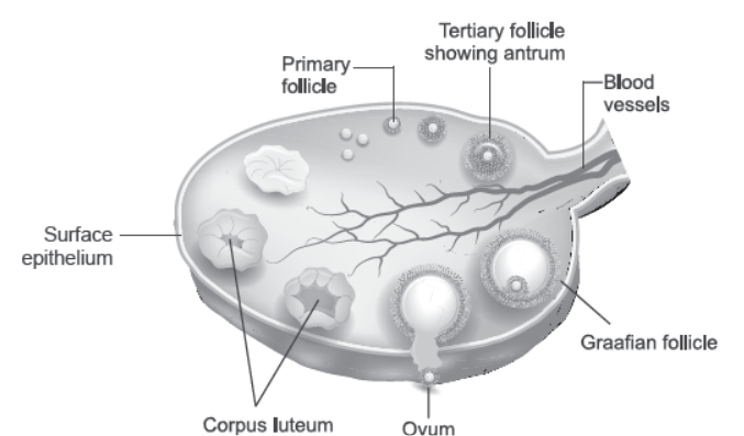 NCERT-Solutions-Class-12-Biology-Chapter-3-Human-Reproduction-5.png