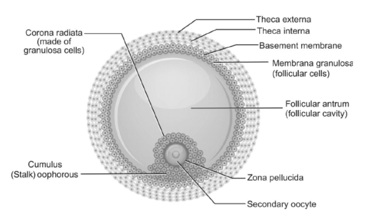 NCERT Solutions Class 12 Biology Chapter 3 Human Reproduction