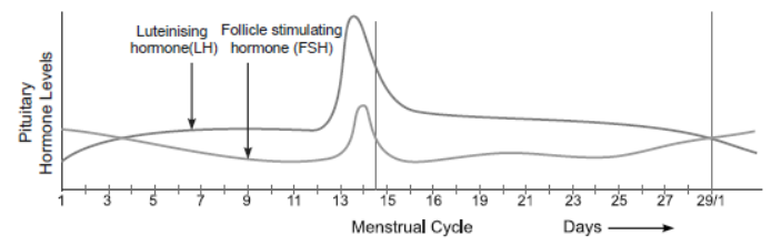 NCERT-Solutions-Class-12-Biology-Chapter-3-Human-Reproduction-7.png