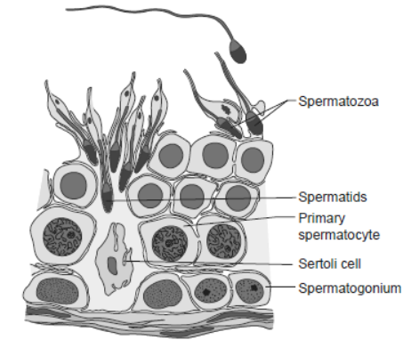 NCERT-Solutions-Class-12-Biology-Chapter-3-Human-Reproduction-8.png