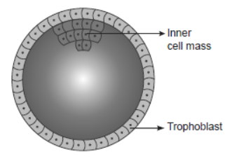 NCERT-Solutions-Class-12-Biology-Chapter-3-Human-Reproduction-9.png