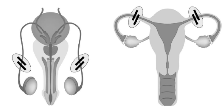 NCERT-Solutions-Class-12-Biology-Chapter-4-Reproductive-Health-2.png