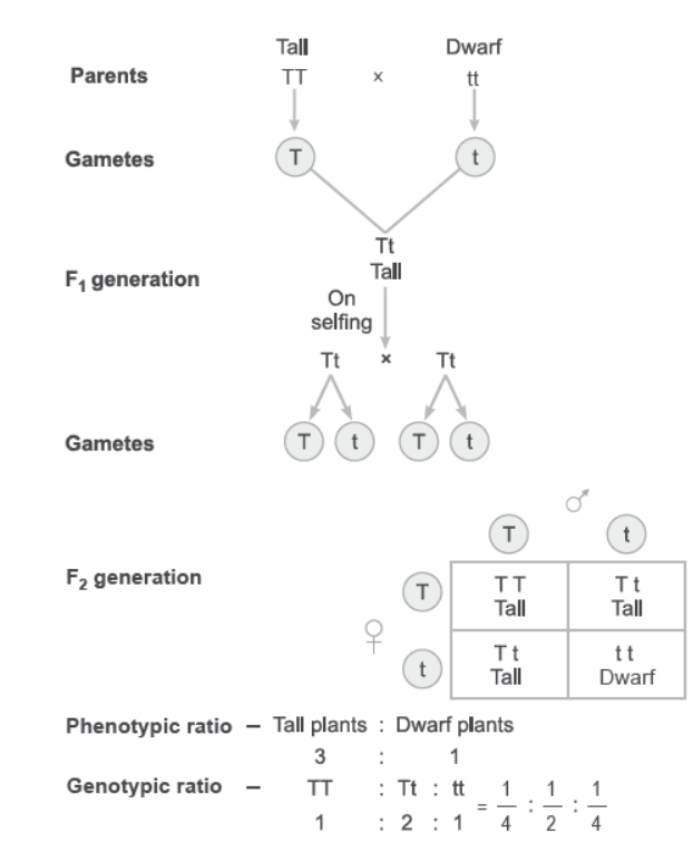 NCERT-Solutions-Class-12-Biology-Chapter-5-Principles-of-Inheritance-and-Variation-1.png