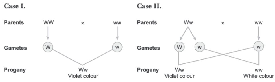 NCERT-Solutions-Class-12-Biology-Chapter-5-Principles-of-Inheritance-and-Variation-2.png