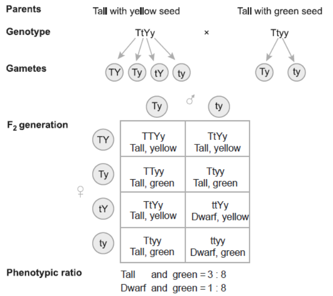 NCERT-Solutions-Class-12-Biology-Chapter-5-Principles-of-Inheritance-and-Variation-4.png