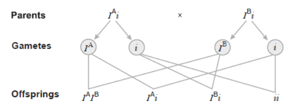 NCERT-Solutions-Class-12-Biology-Chapter-5-Principles-of-Inheritance-and-Variation-5.png