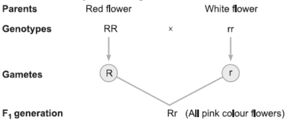 NCERT-Solutions-Class-12-Biology-Chapter-5-Principles-of-Inheritance-and-Variation-6.png