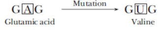 NCERT-Solutions-Class-12-Biology-Chapter-5-Principles-of-Inheritance-and-Variation-7.png