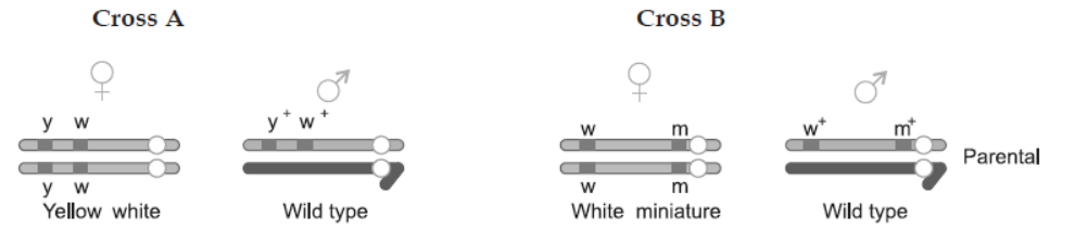 NCERT-Solutions-Class-12-Biology-Chapter-5-Principles-of-Inheritance-and-Variation-8.png