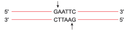 CBSE-Class-12-Biology-Biotechnology-Principles-and-Processes-Assignment-Set-A-1.png