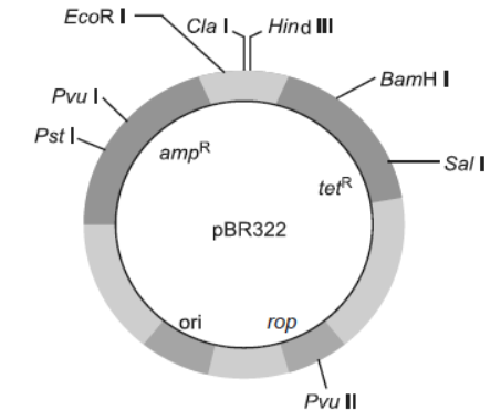 CBSE-Class-12-Biology-Biotechnology-Principles-and-Processes-VBQs-1.png