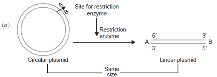 CBSE-Class-12-Biology-Biotechnology-Principles-and-Processes-VBQs-3.png