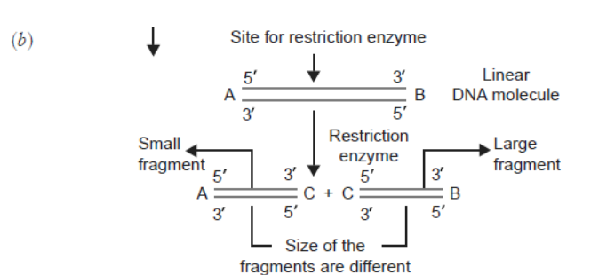 CBSE-Class-12-Biology-Biotechnology-Principles-and-Processes-VBQs-4.png