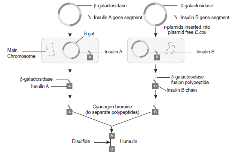 CBSE-Class-12-Biology-Biotechnology-and-Its-Application-Worksheet-Set-B-1.png