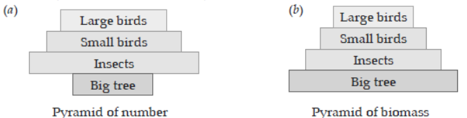 CBSE-Class-12-Biology-Ecosystem-Assignment-Set-A-1.png