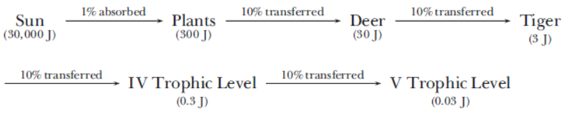 CBSE-Class-12-Biology-Ecosystem-Assignment-Set-B-2.png