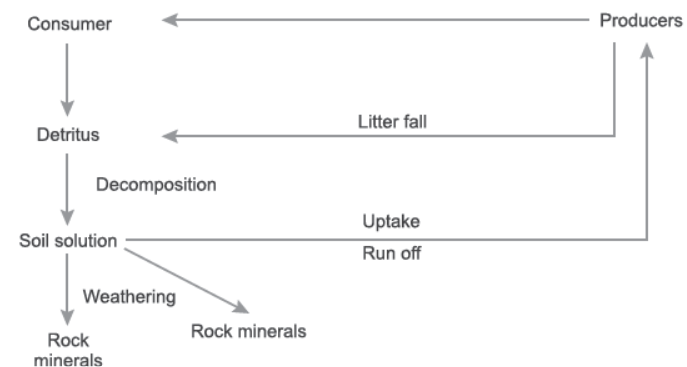 CBSE-Class-12-Biology-Ecosystem-Worksheet-Set-A-1.png