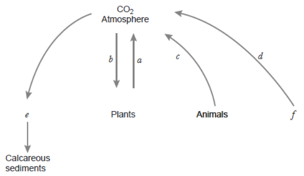 CBSE-Class-12-Biology-Ecosystem-Worksheet-Set-A-4.png