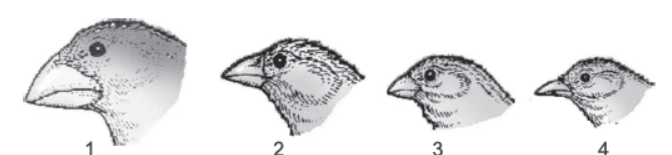 CBSE-Class-12-Biology-Evolution-Worksheet-Set-A.png