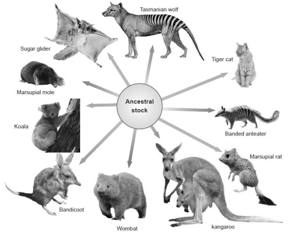 CBSE-Class-12-Biology-Evolution-Worksheet-Set-B-3.png