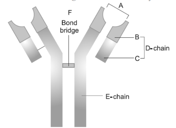 CBSE-Class-12-Biology-Human-Health-And-Diseases-Worksheet-1.png