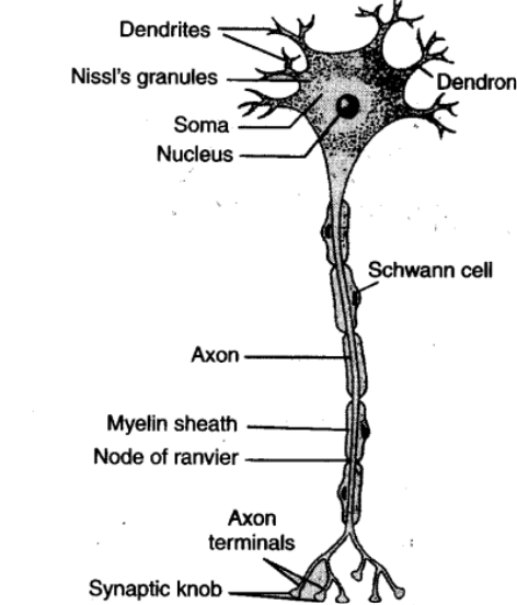NCERT-Solutions-Class-11-Biology-Chapter-21-Neural-Control-and-Coordination-1.png