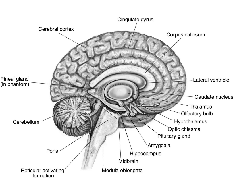 NCERT-Solutions-Class-11-Biology-Chapter-21-Neural-Control-and-Coordination-2.png