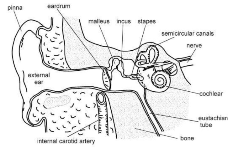 NCERT-Solutions-Class-11-Biology-Chapter-21-Neural-Control-and-Coordination-4.png