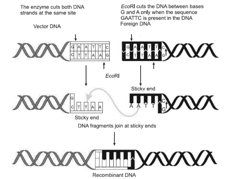 NCERT-Solutions-Class-12-Biology-Chapter-11-Biotechnology-Principles-And-Processes-1.png