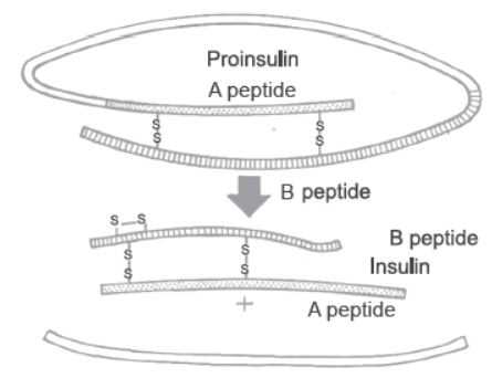 NCERT-Solutions-Class-12-Biology-Chapter-12-Biotechnology-and-its-Applications-2.png