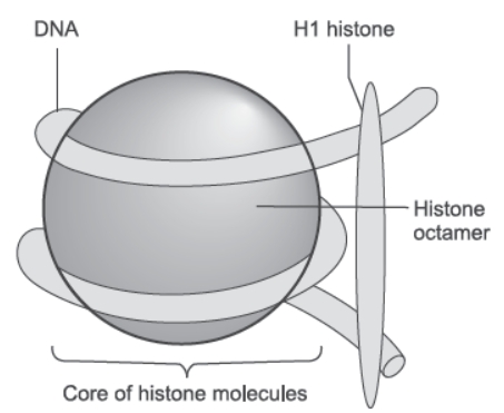 NCERT-Solutions-Class-12-Biology-Chapter-6-Molecular-Basis-of-Inheritance-11.png