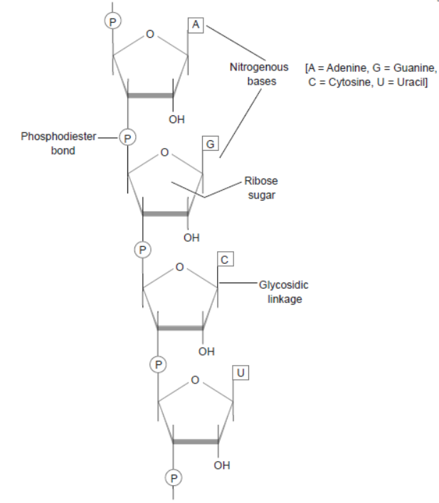 NCERT-Solutions-Class-12-Biology-Chapter-6-Molecular-Basis-of-Inheritance-12.png