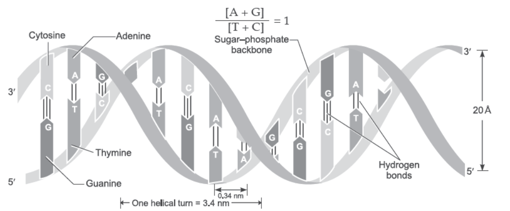 NCERT-Solutions-Class-12-Biology-Chapter-6-Molecular-Basis-of-Inheritance-13.png