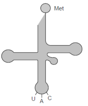 NCERT-Solutions-Class-12-Biology-Chapter-6-Molecular-Basis-of-Inheritance-14.png