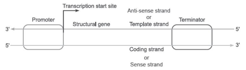 NCERT-Solutions-Class-12-Biology-Chapter-6-Molecular-Basis-of-Inheritance-15.png