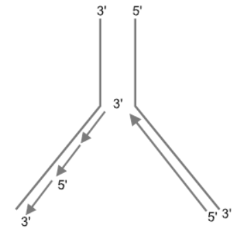 NCERT-Solutions-Class-12-Biology-Chapter-6-Molecular-Basis-of-Inheritance-16.png