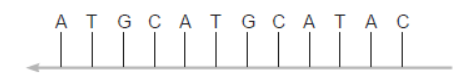 NCERT-Solutions-Class-12-Biology-Chapter-6-Molecular-Basis-of-Inheritance-17.png