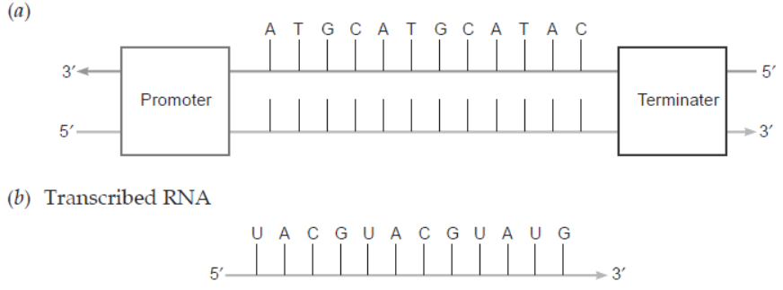 NCERT-Solutions-Class-12-Biology-Chapter-6-Molecular-Basis-of-Inheritance-18.png