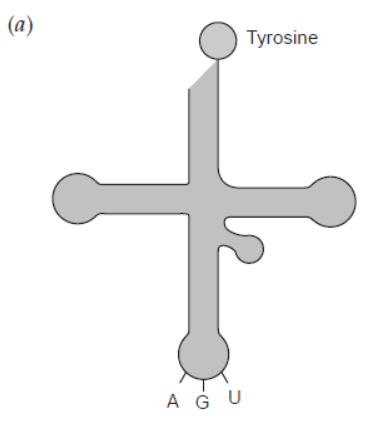 NCERT-Solutions-Class-12-Biology-Chapter-6-Molecular-Basis-of-Inheritance-19.png