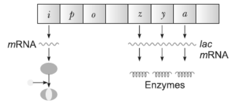 NCERT-Solutions-Class-12-Biology-Chapter-6-Molecular-Basis-of-Inheritance-2.png