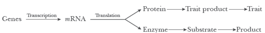 NCERT-Solutions-Class-12-Biology-Chapter-6-Molecular-Basis-of-Inheritance-22.png