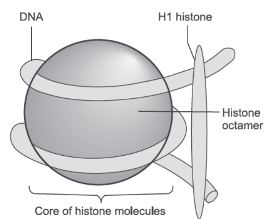 NCERT-Solutions-Class-12-Biology-Chapter-6-Molecular-Basis-of-Inheritance-23.png