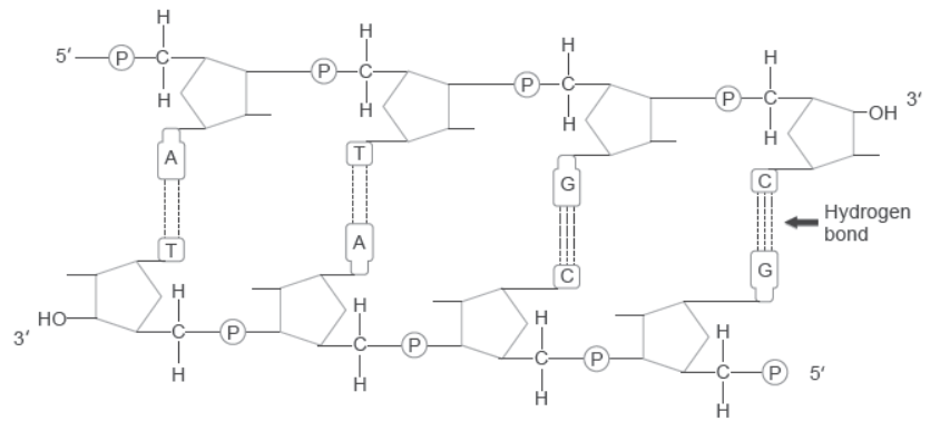 NCERT-Solutions-Class-12-Biology-Chapter-6-Molecular-Basis-of-Inheritance-25.png