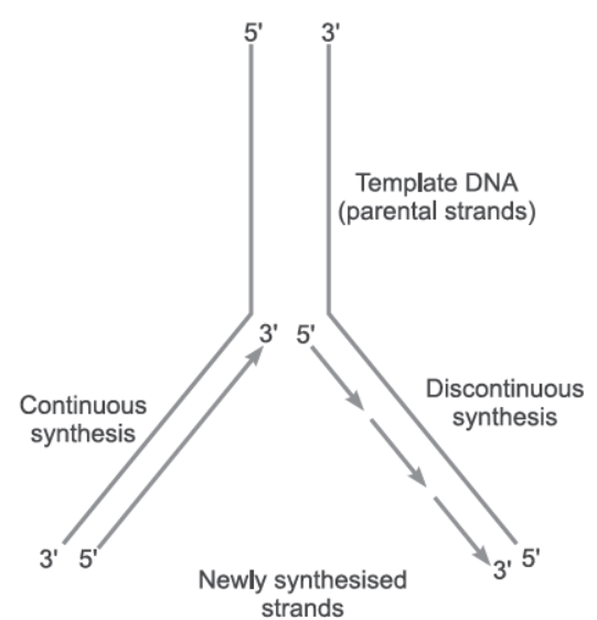 NCERT-Solutions-Class-12-Biology-Chapter-6-Molecular-Basis-of-Inheritance-27.png