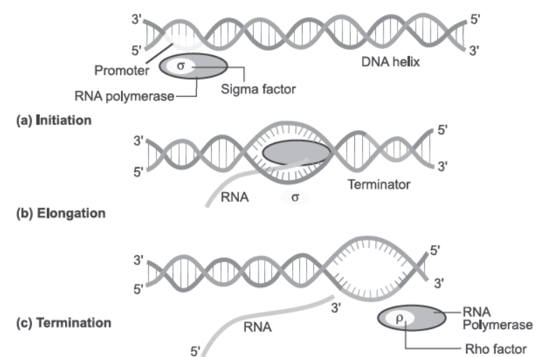 NCERT-Solutions-Class-12-Biology-Chapter-6-Molecular-Basis-of-Inheritance-28.png