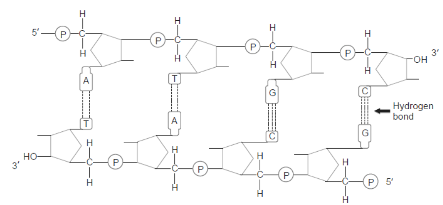 NCERT-Solutions-Class-12-Biology-Chapter-6-Molecular-Basis-of-Inheritance-3.png