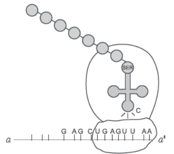 NCERT-Solutions-Class-12-Biology-Chapter-6-Molecular-Basis-of-Inheritance-30.png