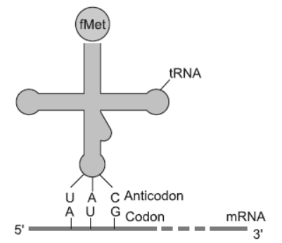 NCERT-Solutions-Class-12-Biology-Chapter-6-Molecular-Basis-of-Inheritance-31.png